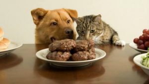 Leia mais sobre o artigo Livro aborda nutrição e a alimentação de cães e gatos