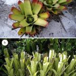 Pesquisa revela ecologia de invertebrados em bromélias Fig.-2