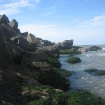 Livro sobre Ecologia Marinha tem participação de pesquisadores do LCA/UENF