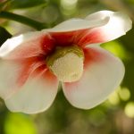 Fotografia de servidor da UENF ganha concurso do PELAG Fotografia de servidor da UENF ganha concurso do PELAG