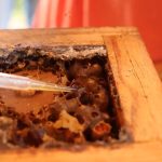 Projeto-Trilha-das-Abelhas-5