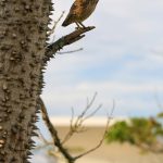 Espaço virtual vai permitir discussões sobre questões relativas aos animais