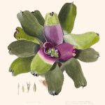 113-neoregelia-concentrica