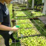 Projeto aborda o cultivo de hortaliças na região olericultura1