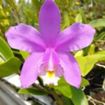 Professora da UENF dá dicas sobre cultivo de orquídeas WhatsApp-Image-2023-04-11-at-12.06.12