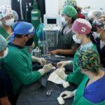 cirurgia-hospvet1