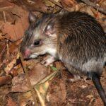 Pesquisa da UENF monitora habitat de roedor ameaçado de extinção Rato-de-espinho