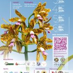 2ª Exposição Nacional de Orquídeas de Campos dos Goytacazes-RJ de 3 a 6 de abril de 2025 no Centro de Convenções da UENF 2ª Exposição Nacional de Orquídeas de Campos dos Goytacazes-RJ de 3 a 6 de abril de 2025 no Centro de Convenções da UENF