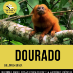 Cine Darcy exibe documentário premiado sobre Mico-leão-dourado nesta quarta-feira dourado