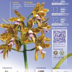 Exposição Nacional de Orquídeas de Campos dos Goytacazes chega à sua 3ª edição WhatsApp Image 2026-03-31 at 16.20.16 (1)