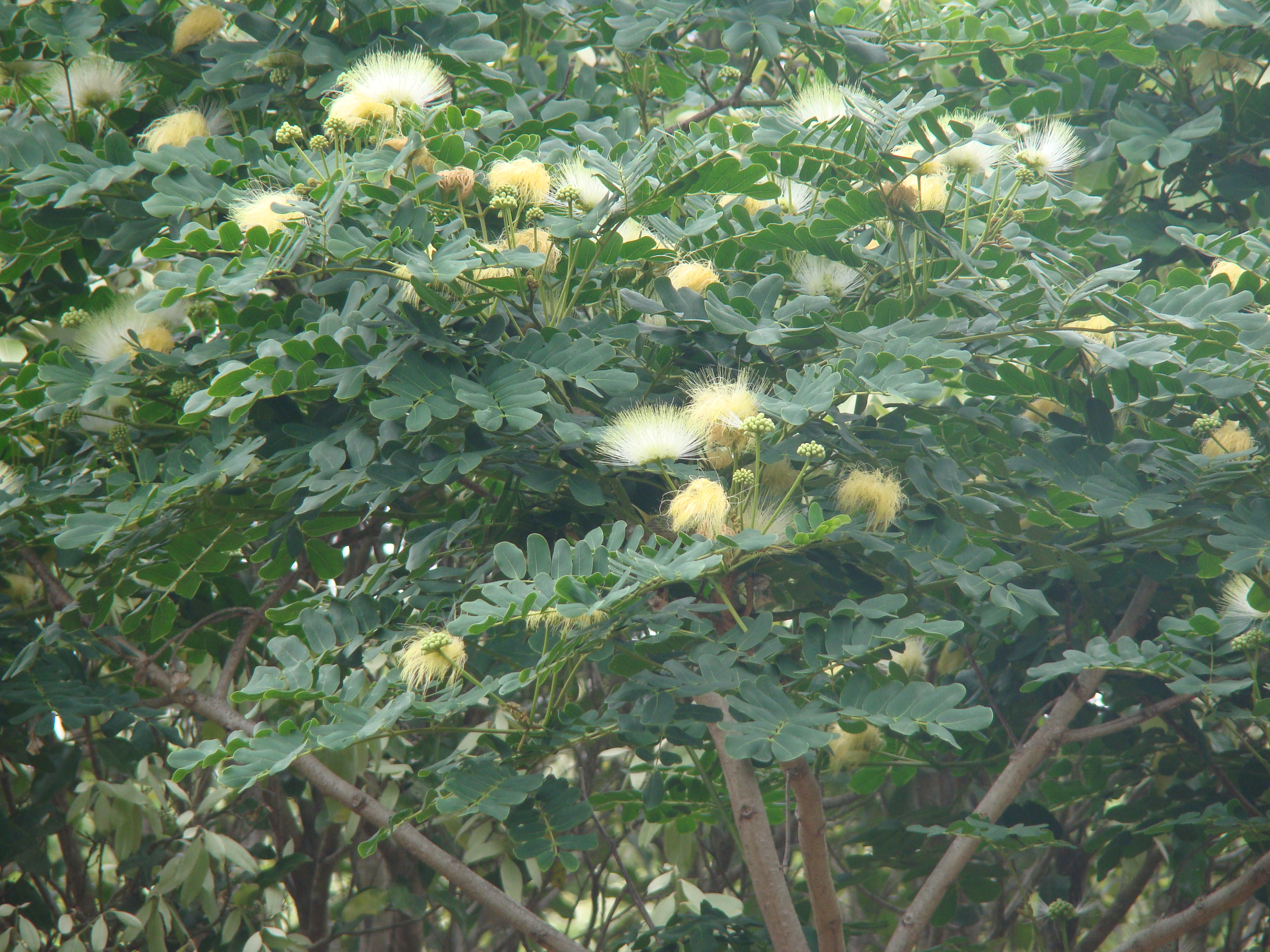 Tamarindo – Árvores da UENF