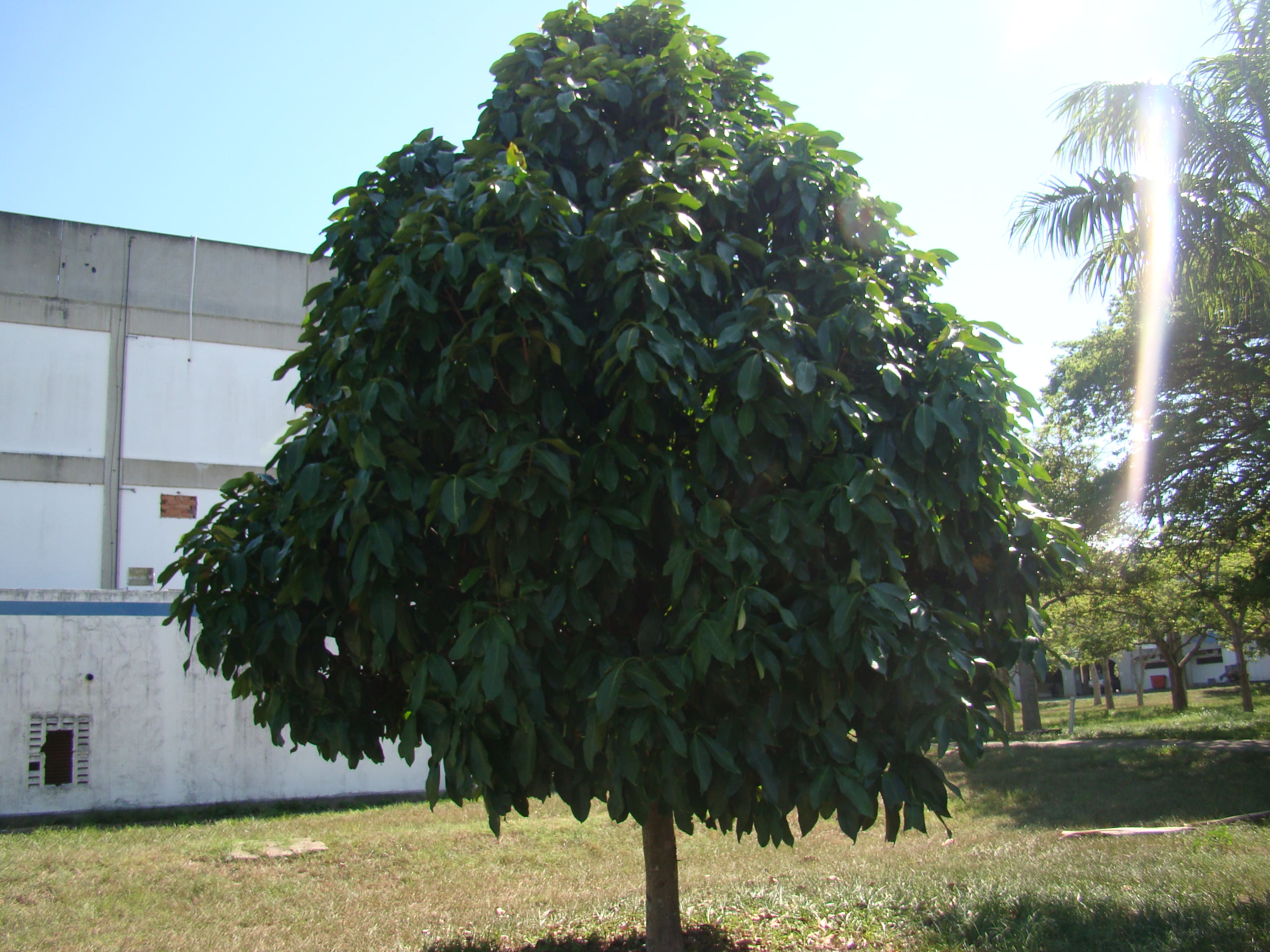 Tamarindo – Árvores da UENF