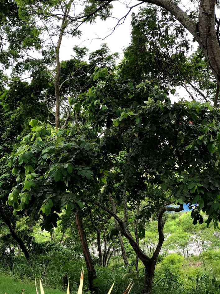 Tamarindo – Árvores da UENF