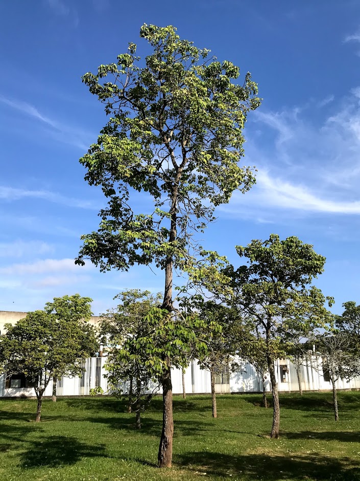 Ipê felpudo – Árvores da UENF