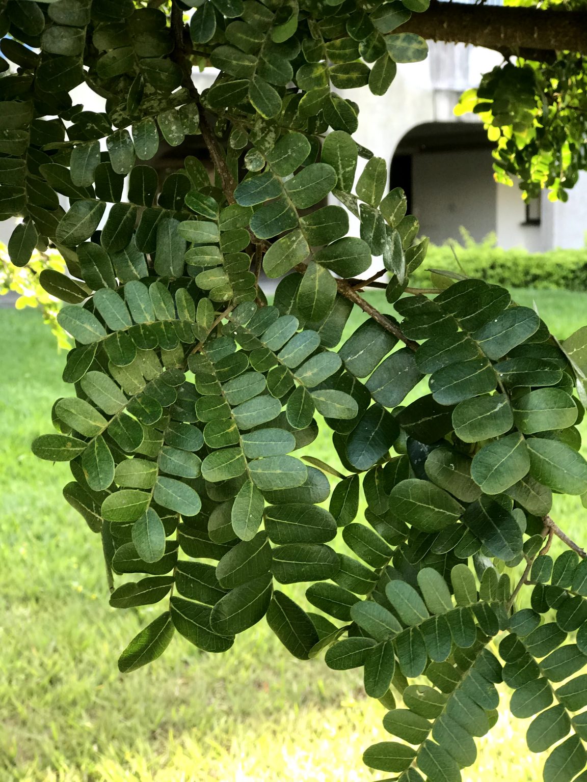 Pau Brasil – Árvores da UENF