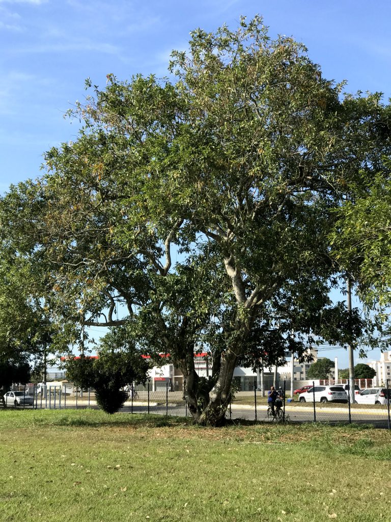 Tamarindo – Árvores da UENF