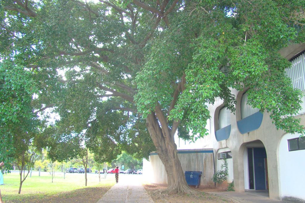 Tamarindo – Árvores da UENF