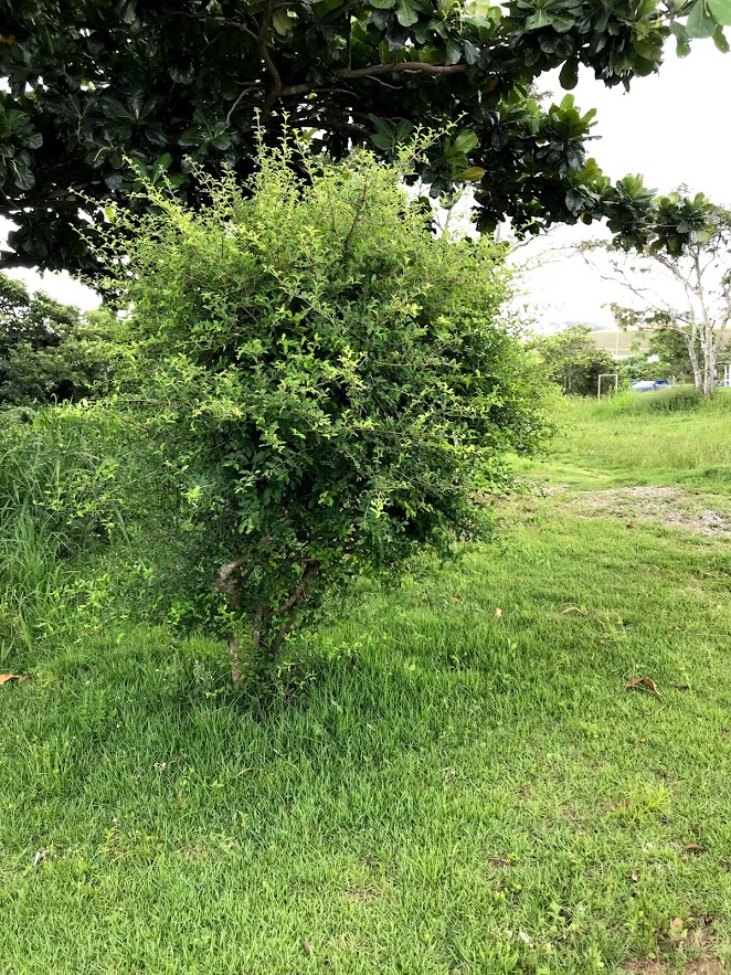 Tamarindo – Árvores da UENF