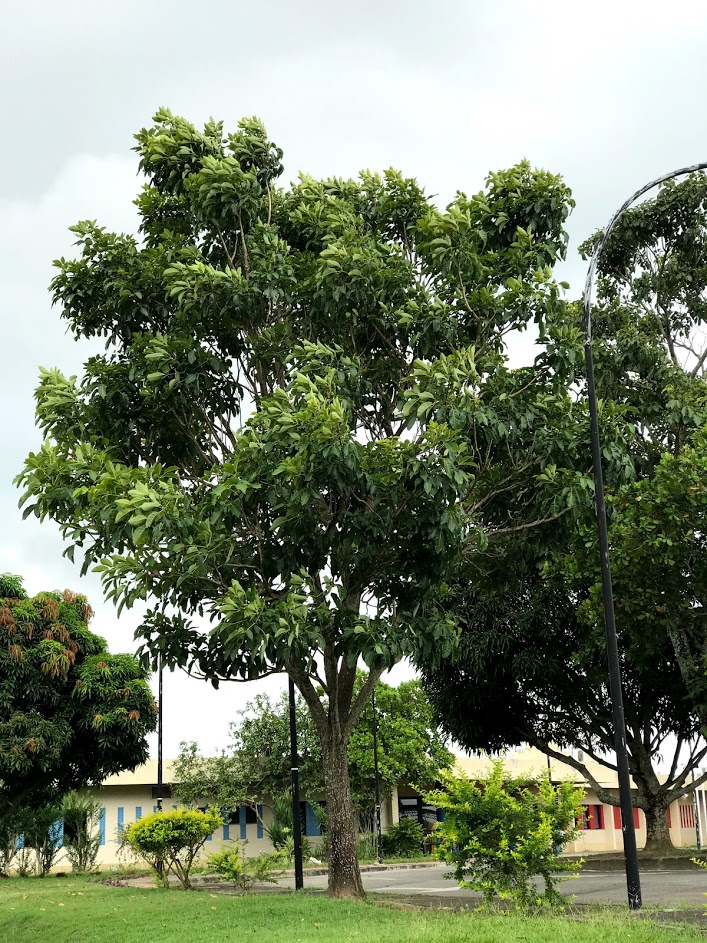 Ipê branco – Árvores da UENF