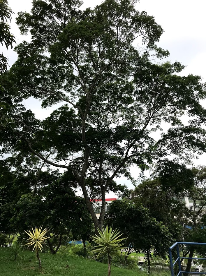 Tamarindo – Árvores da UENF