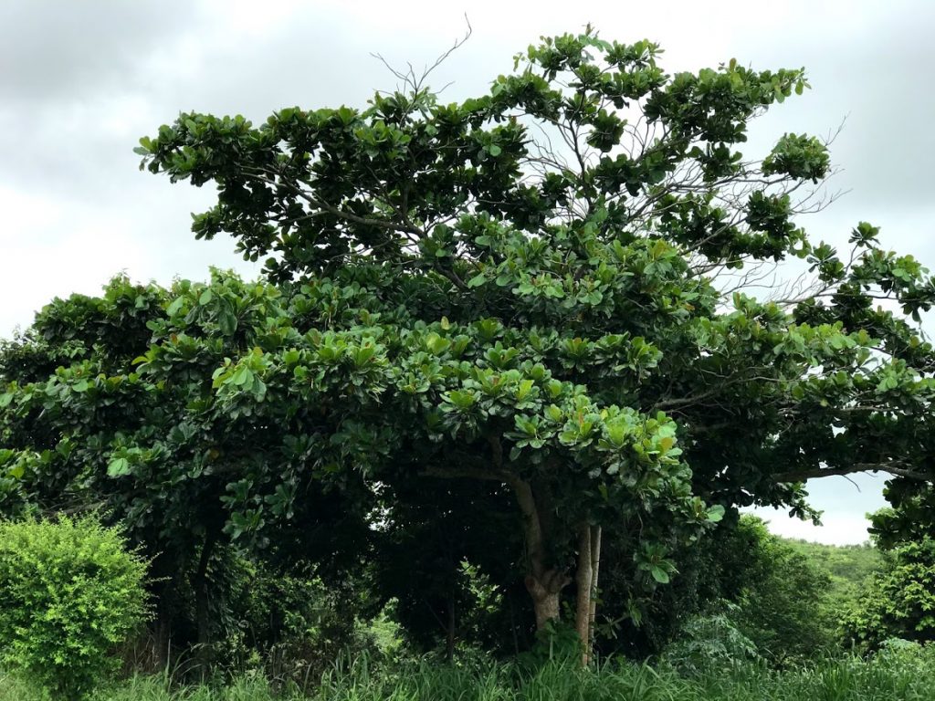 Tamarindo – Árvores da UENF