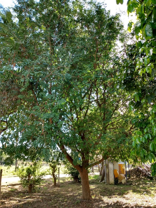 A Tamarindus indica L. é uma árvore frutífera e pode chegar aos 25 m de altura.