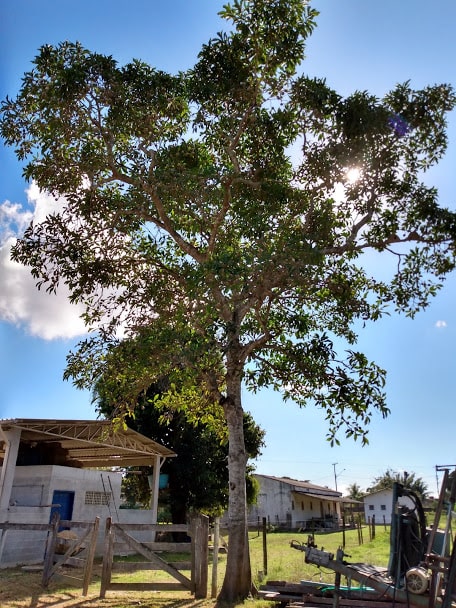 Tamarindo – Árvores da UENF