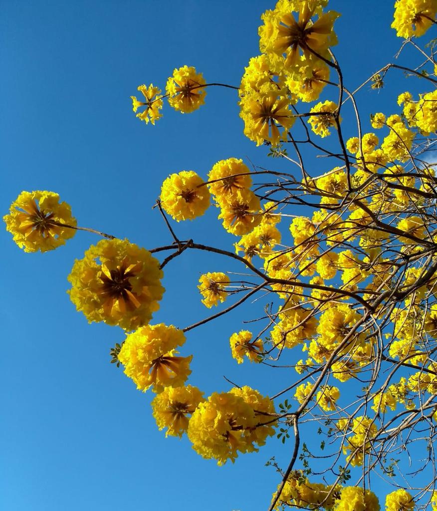 Ipê amarelo – Árvores da UENF
