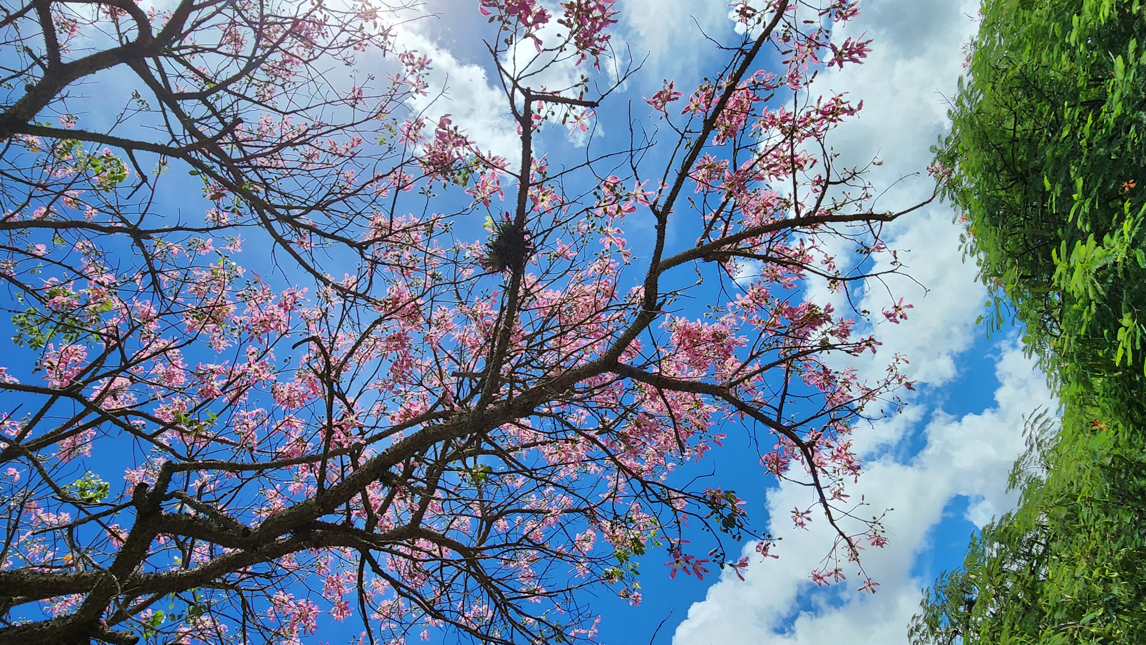 Tamarindo – Árvores da UENF