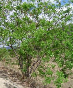 Tamarindo – Árvores da UENF